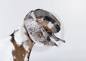 Head shot of an anglo-Nubian goat or Nubian - Capra hircus - isolated on grey