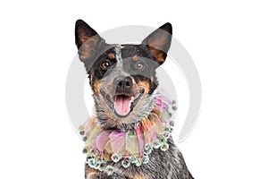 Head Shot of Australian Cattle Dog Wearing Unique Collar