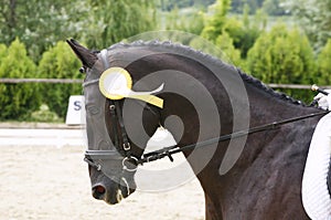 Head shot of a award-winning horse in the arena