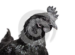 Head shot of Ayam Cemani hen, isolated