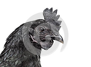 Head shot of Ayam Cemani hen, isolated