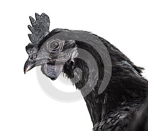 Head shot of Ayam Cemani hen, isolated