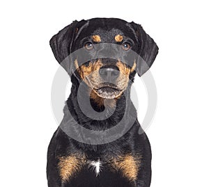 Head shot of a Bastard dog, isolated on white