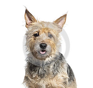 Head shot of a Bastard dog panting, isolated on white