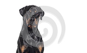 Head shot of a Bastard dog, rottweiler cross with boxer, isolated on white