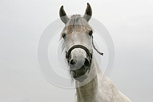 Head shot of a beautiful arabian horse