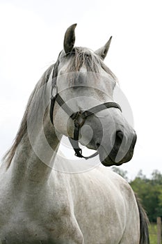 Head shot of a beautiful arabian horse