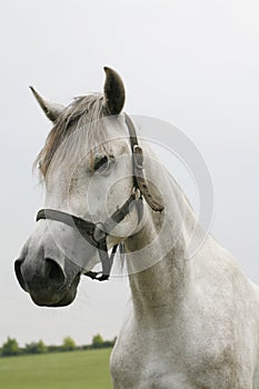 Head shot of a beautiful arabian horse in pasture