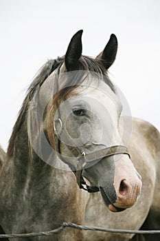 Head shot of a beautiful arabian horse in pasture