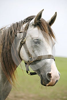 Head shot of a beautiful arabian horse in pasture