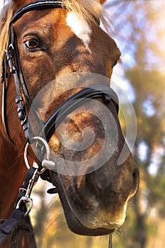 Head shot of a beautiful brown horse wearing bridle in the pinfold