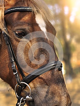 Head shot of a beautiful brown horse wearing bridle in the pinfold