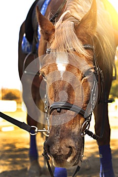 Head shot of a beautiful brown horse wearing bridle in the pinfold