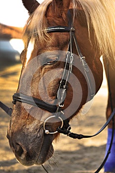 Head shot of a beautiful brown horse wearing bridle in the pinfold