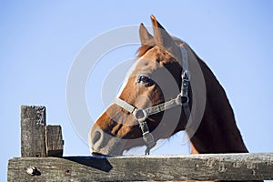 Head shot of a beautiful saddle horse against blue sky background