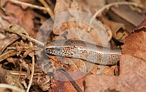 A head shot of a beautiful Slow worm Anguis fragilis poking its head out of leaves on the ground.