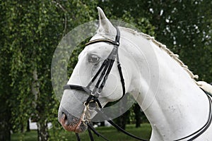 Head shot of a beautiful white horse