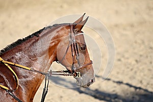 Head shot of a beautiful young racehorse during training