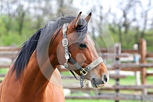 Head shot of beautyful horse