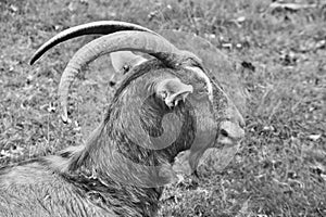 Head shot of a billy goat