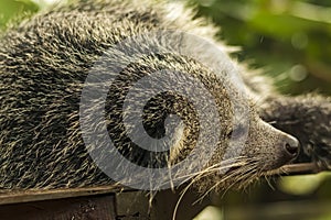 Head shot of a Binturong or Bearcat with a very cool bokeh background suitable for use as wallpaper photo