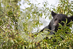 Head shot of a Black Bear in a Cherry Tree feeding on cherries.