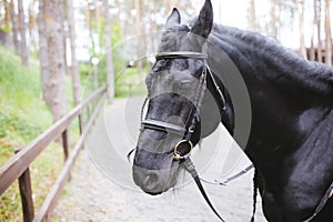A head shot of a black horse. Close up photo