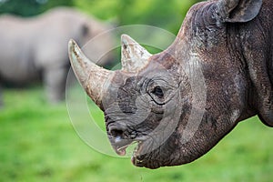 Head shot of a black rhino