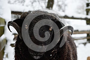 Black sheep in snow covered farmyard