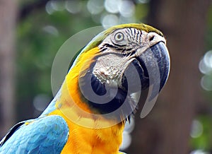 Head shot of Blue and yellow macaw Ara ararauna bird