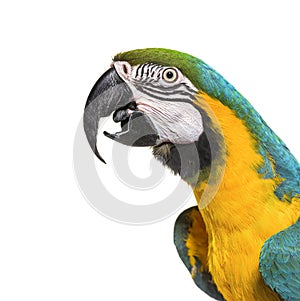 Head shot of a Blue and yellow macaw beak open, isolated on white
