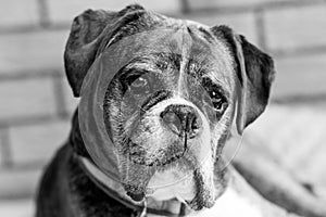 Boxer dog in black and white