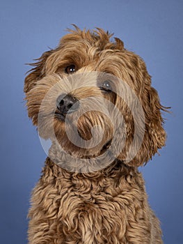 Head shot of brown dog on blue background