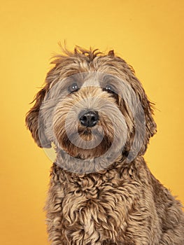 Head shot of brown dog on yellow background