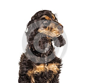 Head shot of Brown English cocker spaniel dog
