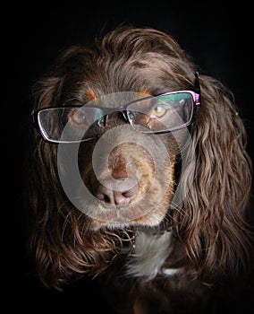Head shot of brown spaniel wearing glasses or spectaces against a black background photo