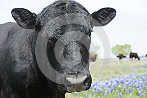 Head shot of bull in field of bluebonnets with herd of cows behind him