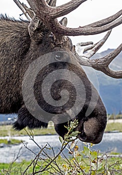 Head shot of a Bull Moose feeding on green twigs.