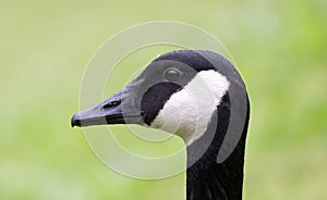 Head shot of a Canada Goose Branta canadensis