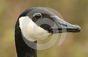 A head shot of a pretty Canada Goose Branta canadensis.