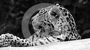 Head shot of captive leopard