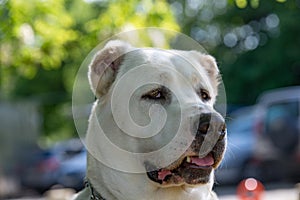 Head shot Central Asian Shepherd Dog. Alabai dog