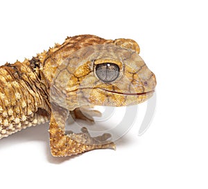 Head shot of a Centralian rough knob-tail gecko