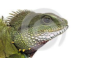 Head shot of a Chinese water dragon, Physignathus cocincinus, isolated on white