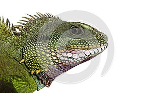 Head shot of a Chinese water dragon, Physignathus cocincinus, isolated on white