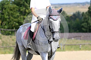 Head shot close up of a beautiful young sport horse during compe