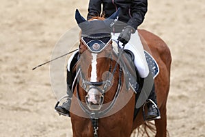 Head shot close up of a beautiful young sport horse during compe
