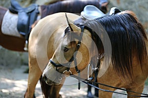 Head shot close up of a beautiful young sport horse during compe