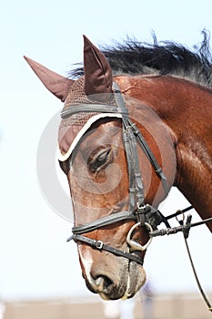 Head shot close up of a beautiful young sport horse during competition