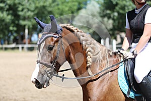 Head shot close up of dressage horse during show jumping competition